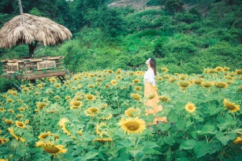 Trang trại Dream Garden – Mộc Châu mở cửa với đồi hoa hướng dương vàng rực