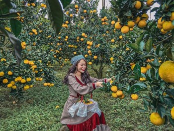 Vườn cam Mộc Châu: điểm chụp ảnh cực hot khi đi du lịch Mộc Châu tháng 11