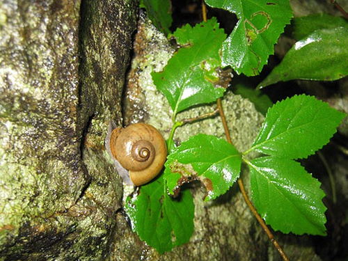Suoi Bang rock snails - a delicacies not two