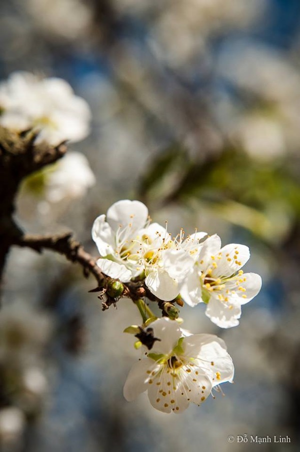 Hình ảnh: Lạc bước thiên đường mùa hoa mận trắng trời Mộc Châu số 4