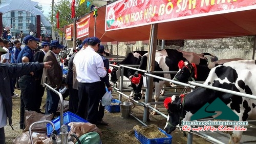 Tư vấn đi du lịch Mộc Châu xem Hội thi hoa hậu bò sữa 2016