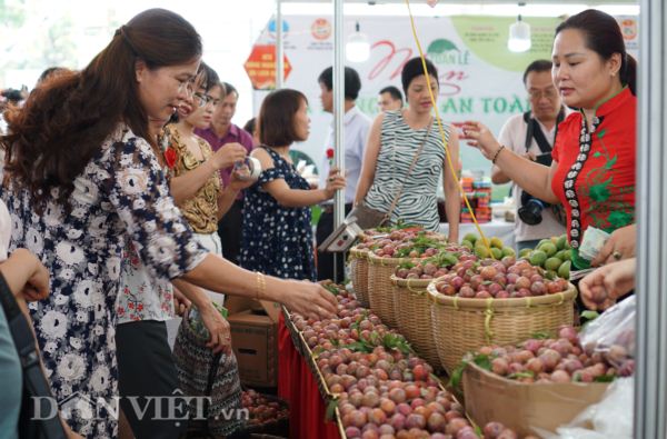 Quảng bá mận và nông sản an toàn Sơn La tại Hà Nội