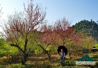 Đinh Phong - Mộc Châu ơi, mùa xuân về
