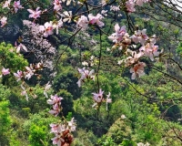 Đinh Phong - Mộc Châu ơi, mùa xuân về