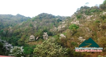 Điểm ngắm hoa ban tại Mộc Châu- mùa ban 2016