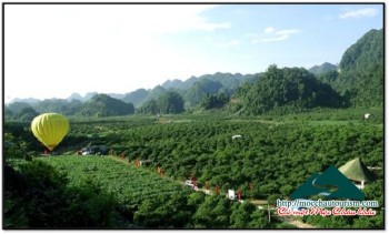 Moc Chau district prepare organizations Festival picking fruit The Second – 2015.