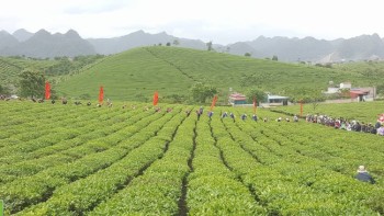 Tưng bừng Lễ hội trà cao nguyên Mộc Châu 2018