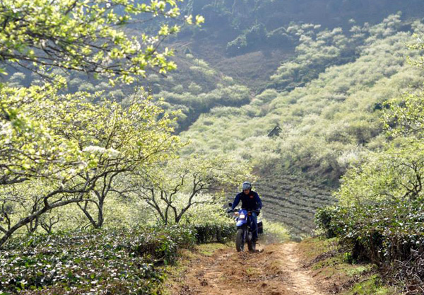 Moc Chau - hottest destination in the North after Tet