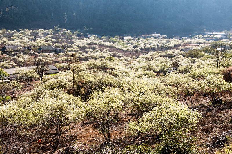 Moc Chau - Spring on the plateau