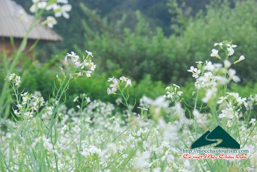 hoa cải trắng mộc châu
