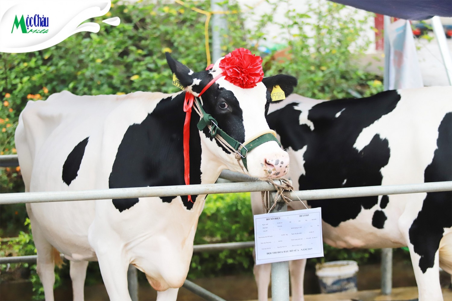 hoa hậu bò sữa 2019 (5)