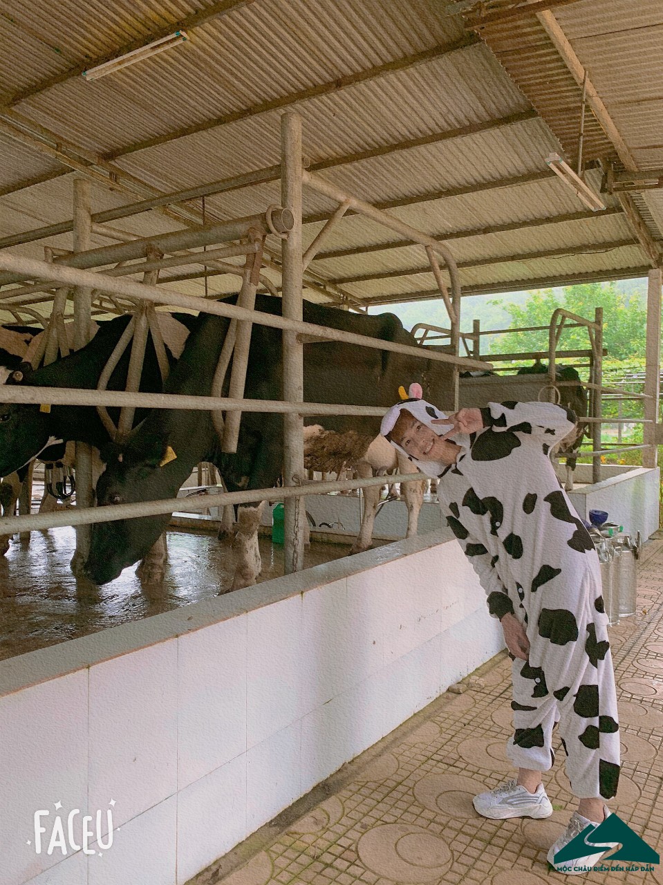trang trại bò sữa mộc châu